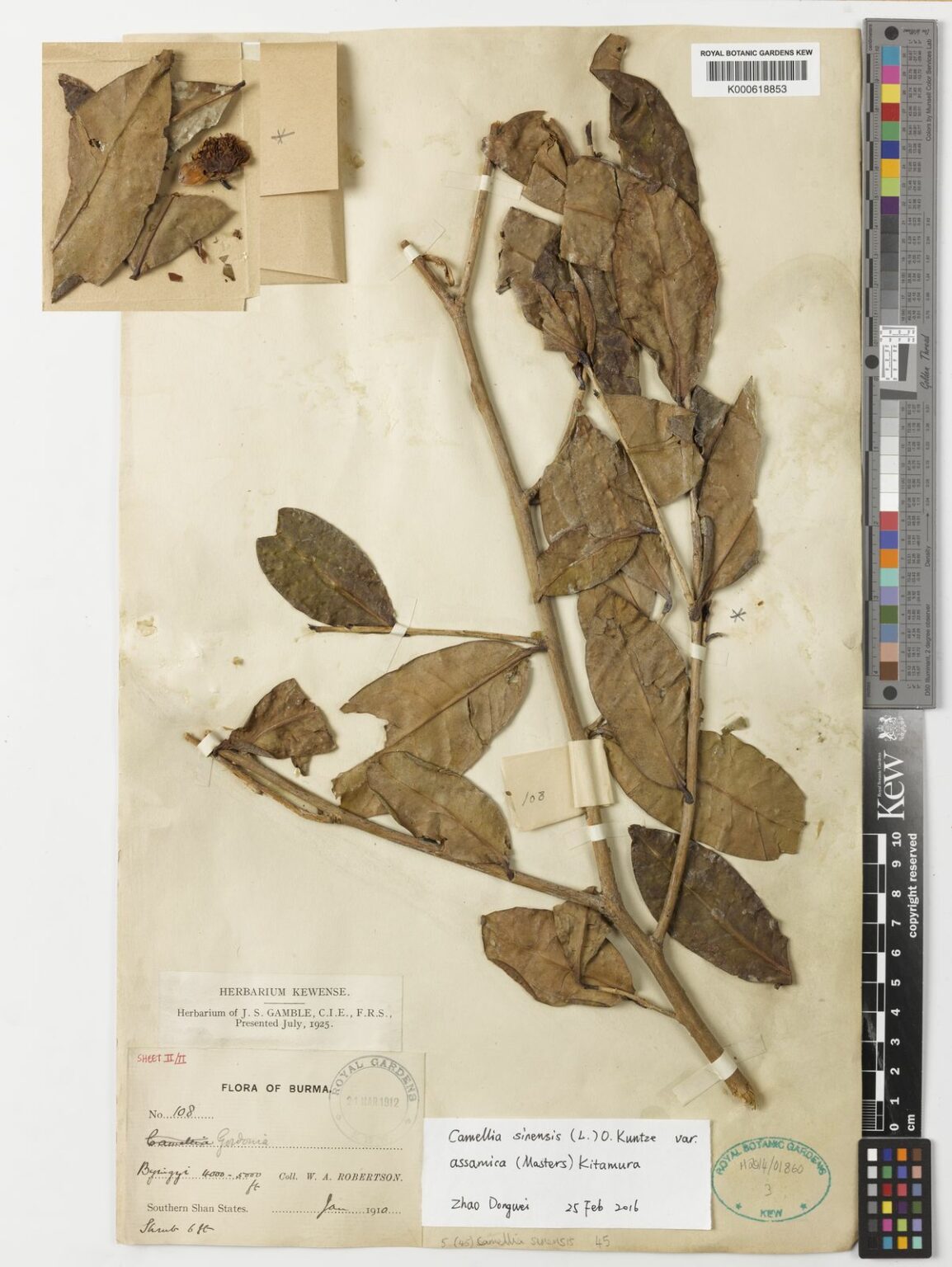 The Assamica specimen was collected in 1949 for Kew Royal Botanic Gardens.